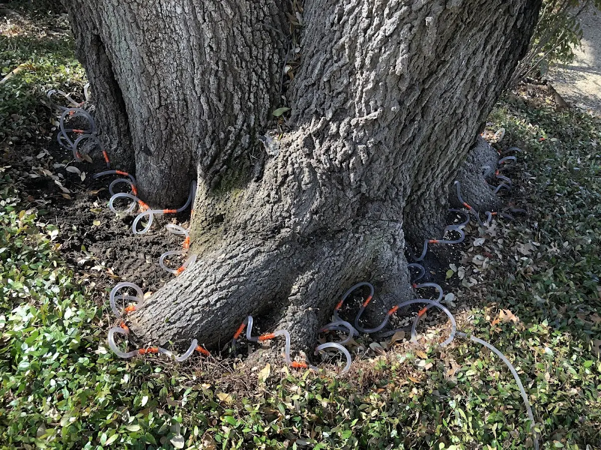 Detailed Tree Cabling and Bracing job site in Leedey