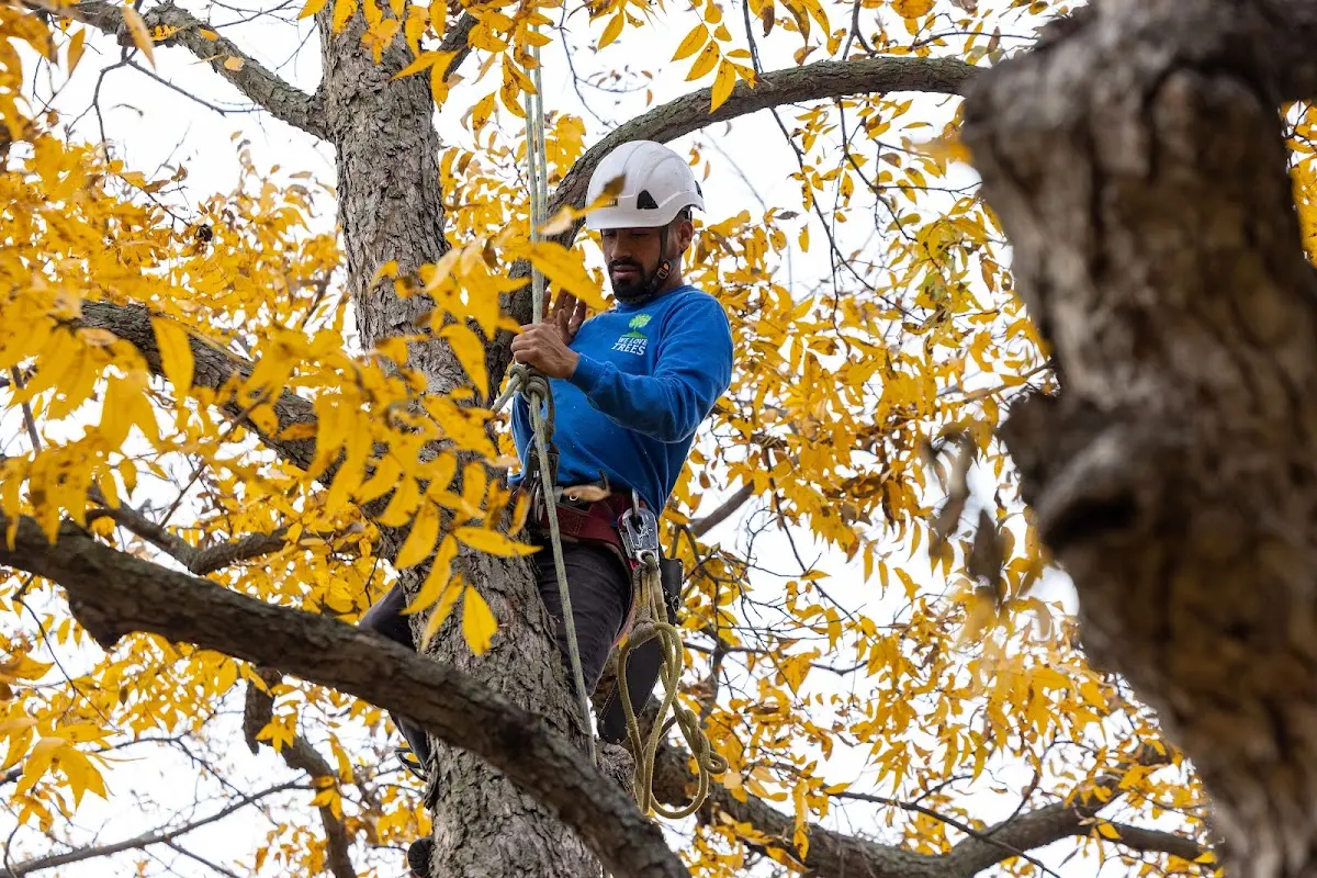 Skilled Tree Transplanting crew working in Leedey